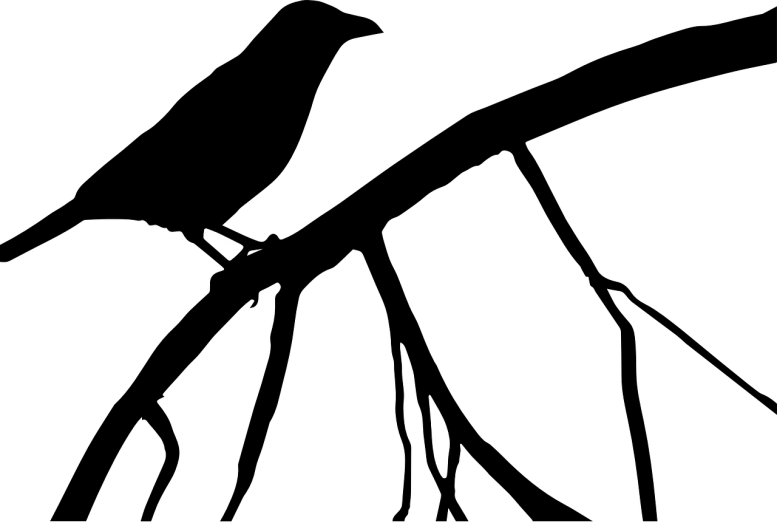 a black and white photo of a bird in the dark, a raytraced image, by Jack Boul, deviantart, hurufiyya, killer whale, official modern animation, 2d minimalism, anonymous as a car