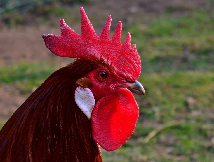 a close up of a rooster with a red comb, pixabay contest winner, red horns, looks smart, in the early morning, portrait n - 9