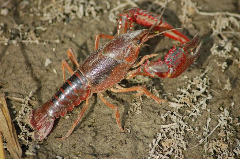 a close up of a craycer on the ground, by Robert Brackman, hurufiyya, fishing, scorpions, well edited, oklahoma