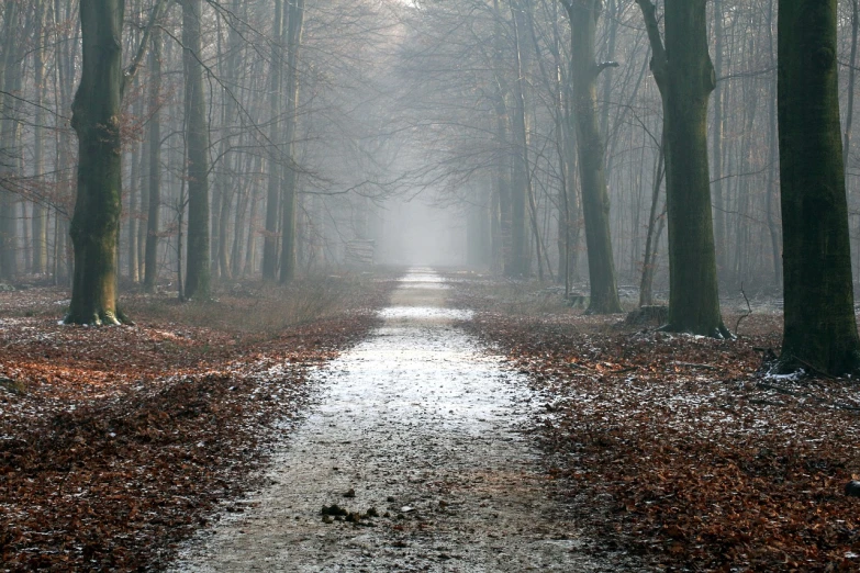 a path in the middle of a forest on a foggy day, a photo, by Jan Pynas, shutterstock, spring winter nature melted snow, stock photo