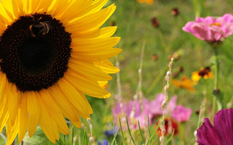 a bee sitting on top of a yellow sunflower, pexels, field of mixed flowers, banner, multi - coloured, summer 2016