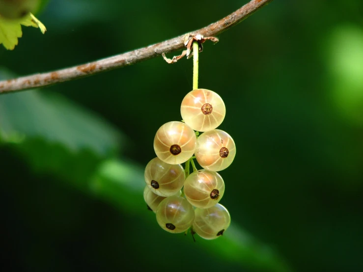 a bunch of yellow berries hanging from a branch, a macro photograph, by Robert Brackman, hurufiyya, carved, in the hillside, translucent white skin, tropical fruit