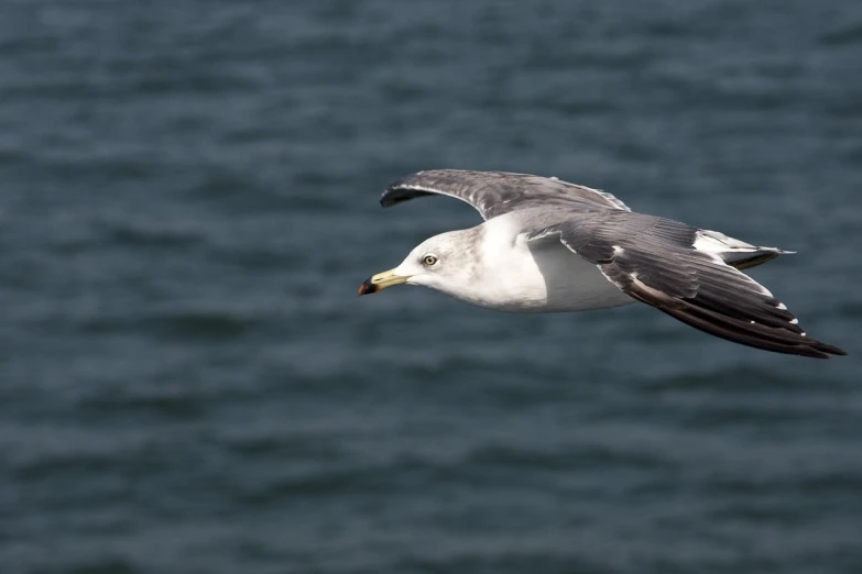 a seagull flying over a body of water, a picture, by David Budd, shutterstock, closeup portrait shot, stock photo, rhode island, portrait of figther jet evading