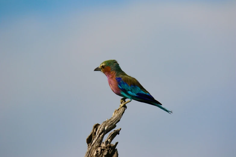 a colorful bird sitting on top of a tree branch, a pastel, by Peter Churcher, shutterstock, hurufiyya, on the african plains, turquoise pink and green, stock photo, on a pedestal