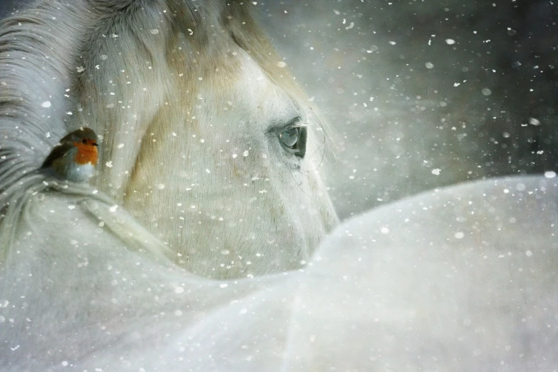 a close up of a horse in the snow, a photo, by Cindy Wright, shutterstock contest winner, romanticism, fantasy ”, white witch, award - winning photo. ”