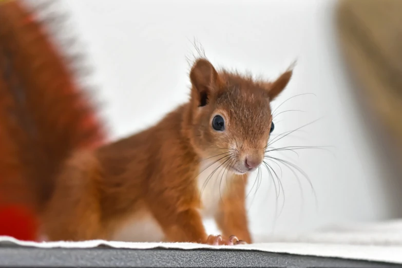 a close up of a squirrel on a table, a portrait, inspired by Marten Post, shutterstock, close - up studio photo, young and cute, crawling towards the camera, high res photo