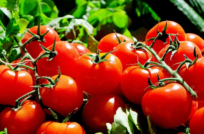 a pile of tomatoes sitting on top of a pile of lettuce, pixabay, photorealism, tomatoes hanging on branches, round-cropped, 🎀 🗡 🍓 🧚, the sun is shining