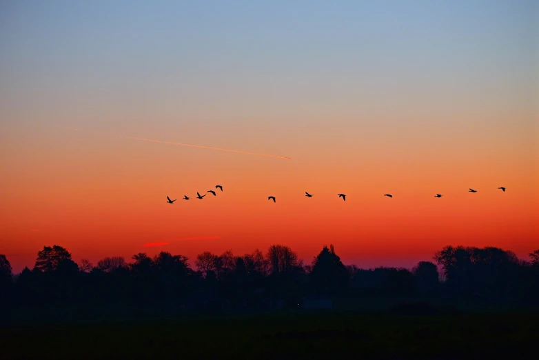 a flock of birds flying over a field at sunset, by Gerard Soest, flickr, crane, at twilight, lock, in a row