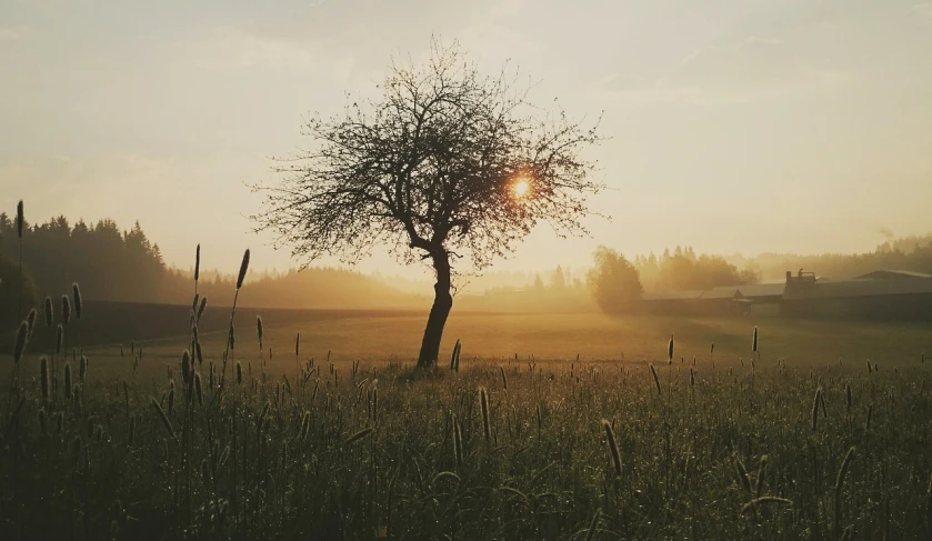 a lone tree in a field at sunset, unsplash contest winner, romanticism, apple tree, brown mist, shot on iphone 6, morning sunlight