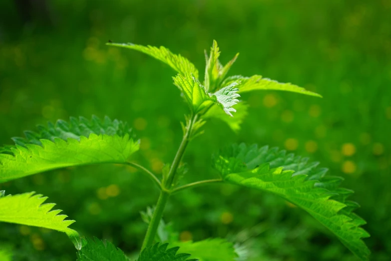 a close up of a plant with green leaves, by Dietmar Damerau, shutterstock, hurufiyya, in a meadow, raspberry, marijuana leaf, scratched