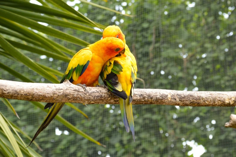 a couple of birds sitting on top of a tree branch, a portrait, yellow orange, colorful photo, hugging and cradling, palm