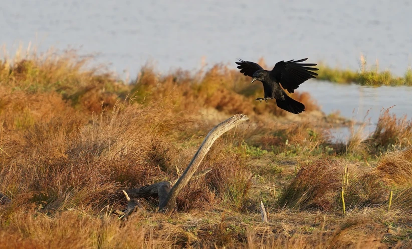 a bird that is flying over a dead animal, by Dietmar Damerau, flickr, hurufiyya, raven wings, located in a swamp at sunrise, wheelie, pulling the move'the banshee '