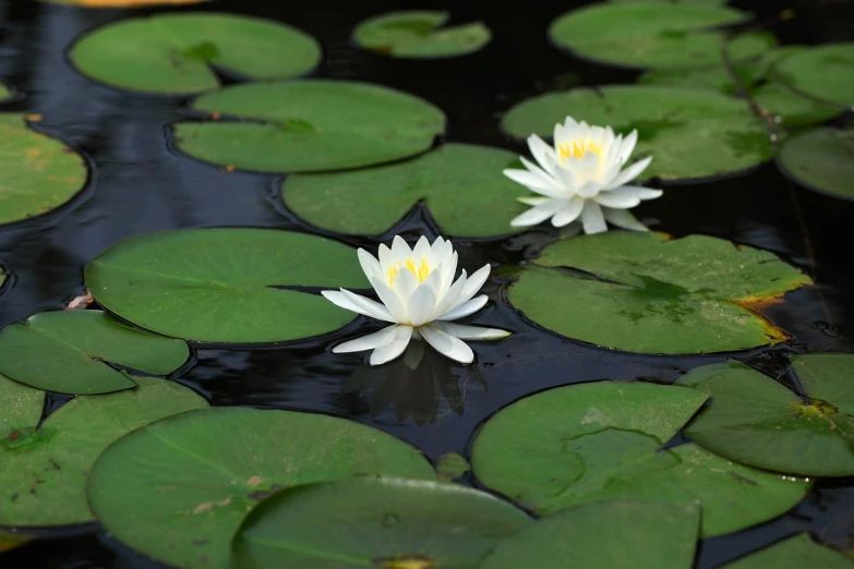 a group of water lillies floating on top of a pond, a picture, by John Murdoch, shutterstock, high res photo, two, white flowers, stock photo