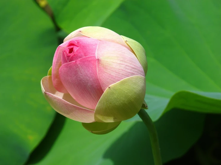 a pink flower sitting on top of a green leaf, a picture, by Shen Quan, shutterstock, hurufiyya, lotus pond, flower buds, stock photo, beijing