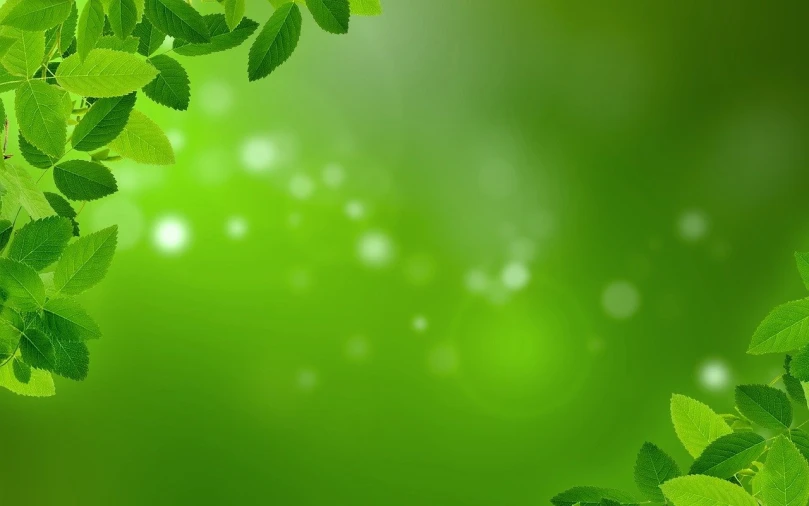 a bunch of green leaves on a green background, by Anna Füssli, hd rendering, hd picture, very luminous design, beautiful screenshot