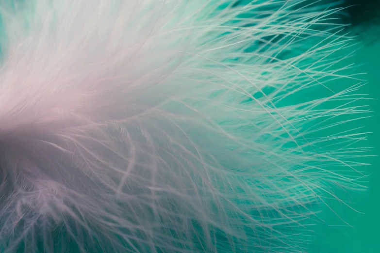 a close up of a white feather on a green background, a macro photograph, by Jan Rustem, pink and teal, fur simulation, teal sky, cotton candy