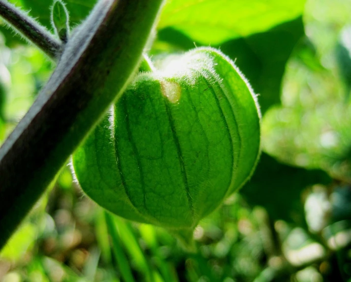 a close up of a plant with green leaves, by Susan Heidi, flickr, renaissance, chinese lanterns, surreal alien ribbed white fruit, back light, cucumber