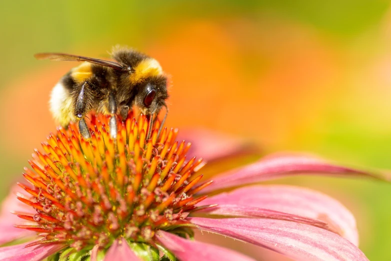 a bee sitting on top of a pink flower, by Jacob de Heusch, shutterstock, 🦩🪐🐞👩🏻🦳, multi - coloured, looking across the shoulder, header