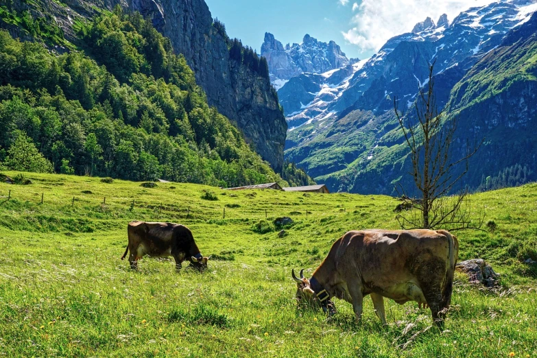 a couple of cows standing on top of a lush green field, a picture, by Dietmar Damerau, lauterbrunnen valley, istockphoto, nature returning to the city, well edited