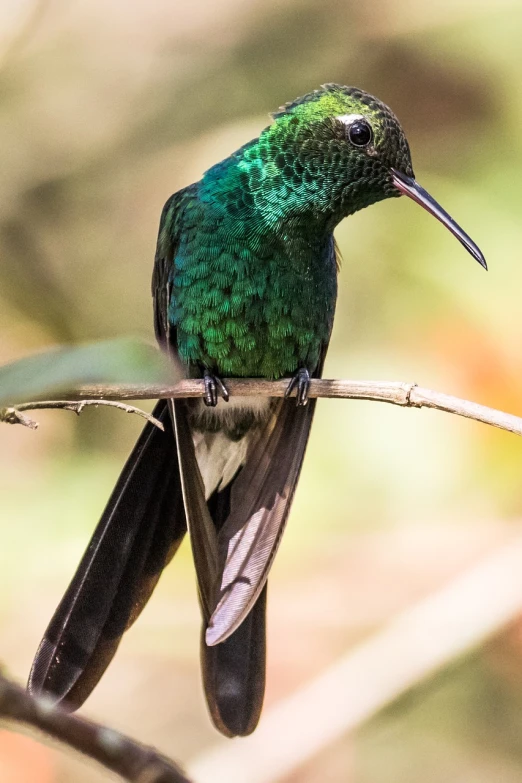 a green bird sitting on top of a tree branch, a portrait, flickr, hurufiyya, hummingbird, perched on intricate throne, black and green, amazonian