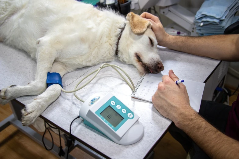 a white dog laying on top of a table next to a person, shutterstock, digital medical equipment, veterinary medical diagram, with electric arc device, abcdefghijklmnopqrstuvwxyz