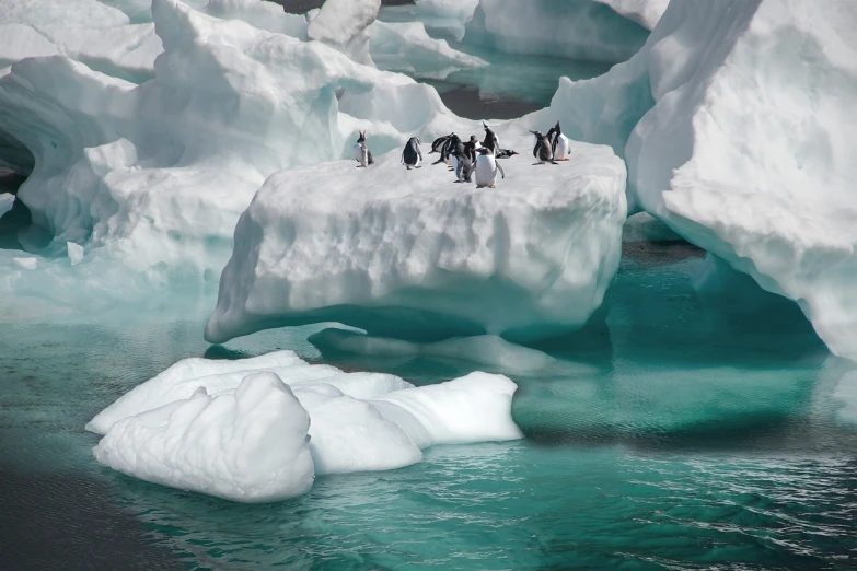 a group of penguins standing on top of an iceberg, a photo, figuration libre, loreta lux, high-resolution photo, foto, harmony of nature