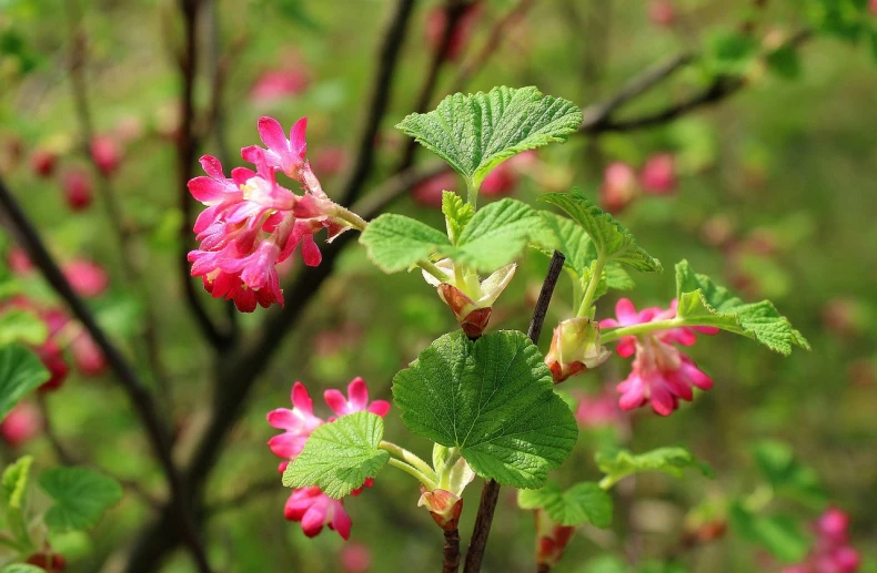 a close up of a plant with pink flowers, by Dietmar Damerau, flickr, sōsaku hanga, nothofagus, persephone in spring, katsura masakazu, raspberry