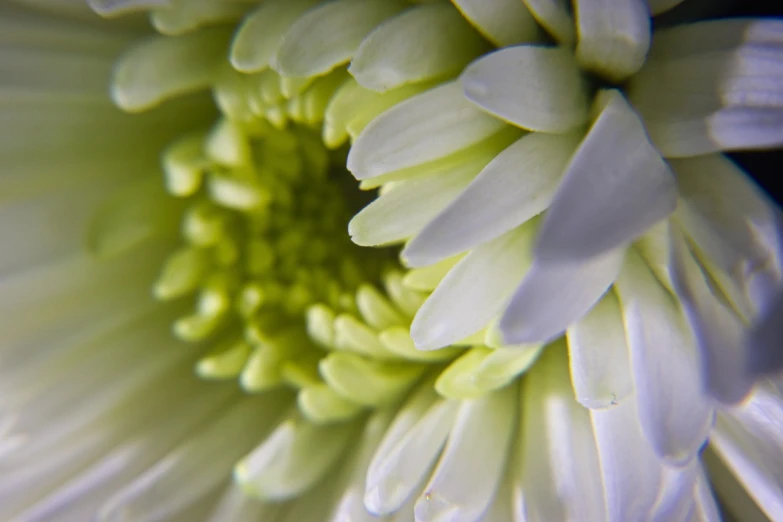 a close up view of a white flower, a macro photograph, curled perspective, green and white, chrysanthemums, detailed zoom photo