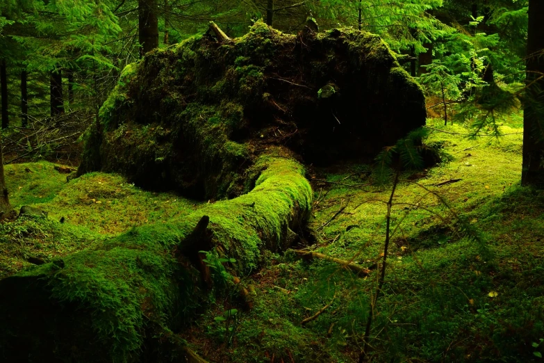 a fallen tree in the middle of a forest, a picture, by Tom Carapic, flickr, green flush moss, boreal forest, old god, low-contrast