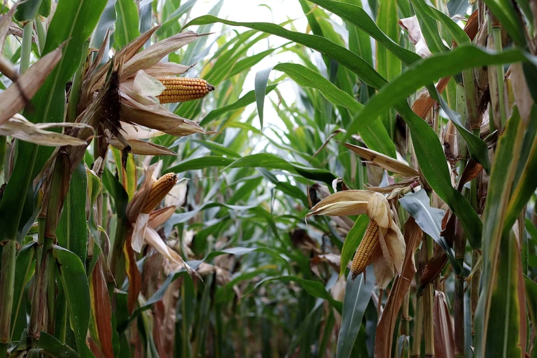 a field of corn in the middle of the day, a picture, pixabay, dense thickets on each side, close-up shot taken from behind, lillies, gooey