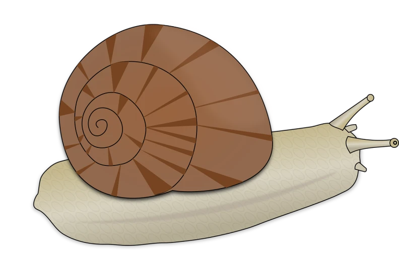 a close up of a snail's shell on a black background, an illustration of, by Tom Carapic, pixabay, cell shaded cartoon, top and side view, brown scales, bone