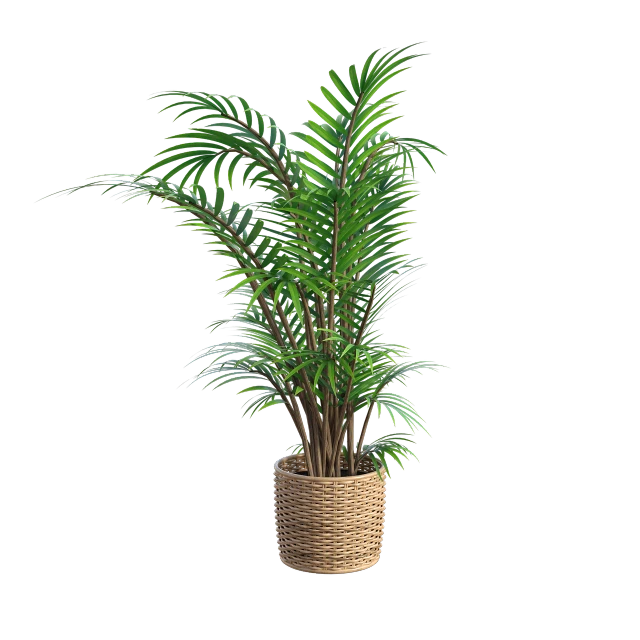 a plant in a wicker basket on a black background, a digital rendering, -h 1024, with interior potted palm trees, 3 d model, w 1 0 2 4