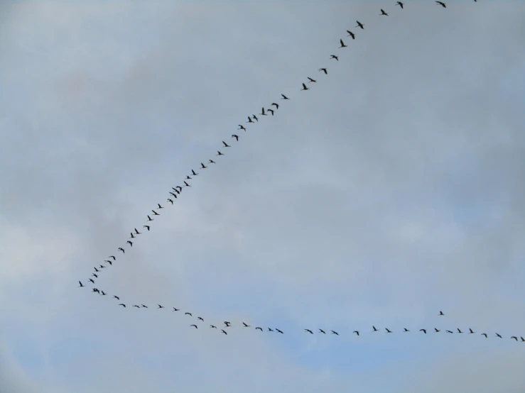 a flock of birds flying through a cloudy sky, a photo, figuration libre, goose, portlet photo, trailing off into the horizon, antennae