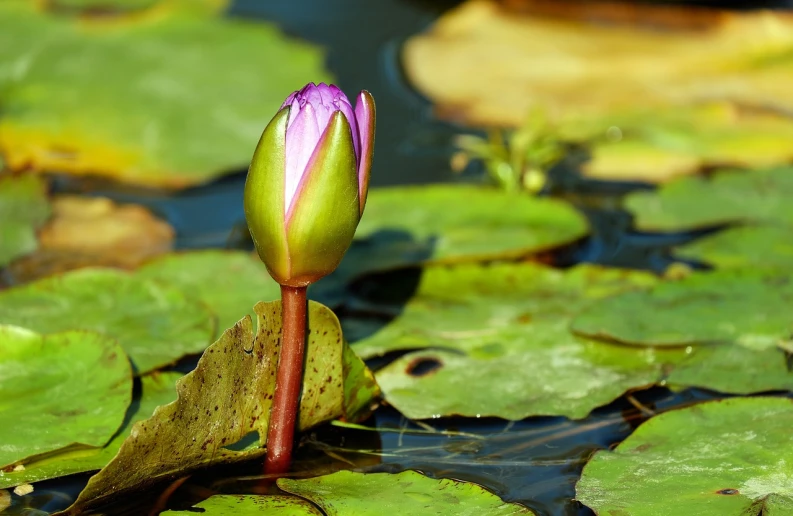 a close up of a flower bud in a body of water, a photo, nymphaea, purple and green colors, very sharp photo