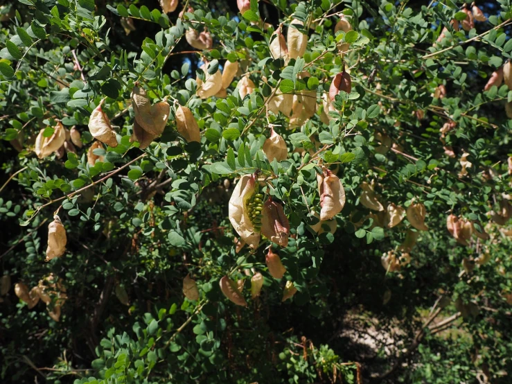 a bush filled with lots of green leaves, hurufiyya, dead fruits, silk tarps hanging, las vegas, many cryogenic pods