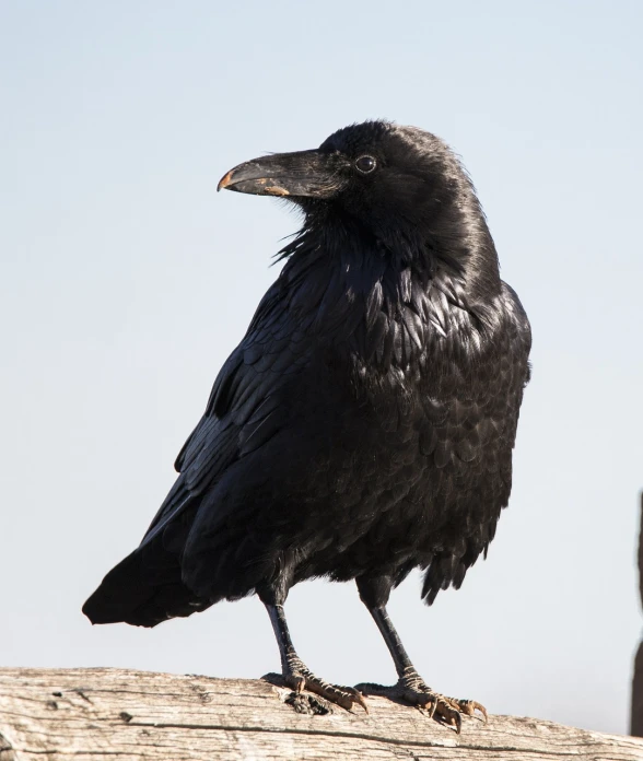 a black bird sitting on top of a piece of wood, pixabay, renaissance, long thick shiny black beak, looks at the camera, with his long black hair, carrion