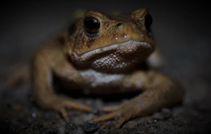 a close up of a frog on the ground, a portrait, by Robert Brackman, unsplash, photorealism, photo taken at night, pudgy, portrait n - 9, big!!!!!!!!!!!!