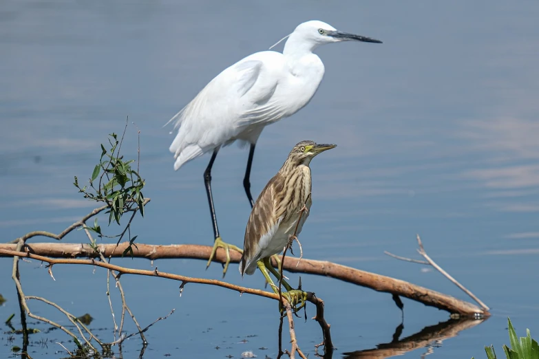 a couple of birds standing on top of a tree branch, hurufiyya, heron, whites, steve, 1 female