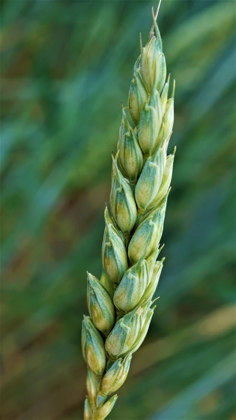 a close up of a stalk of wheat, by Robert Brackman, hurufiyya, green pupills, slight bloom, heavy grain, cone