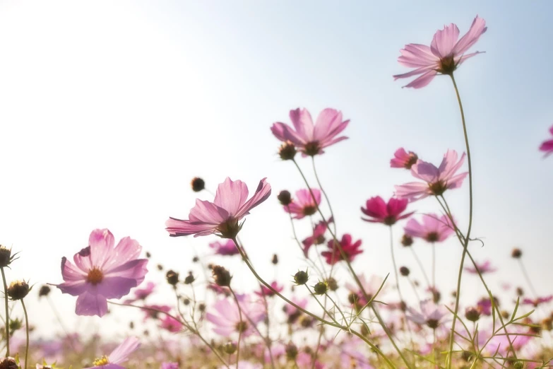 a field of pink flowers with a blue sky in the background, a picture, by Simon Gaon, minimalism, miniature cosmos, sunflare, white background : 3, relaxing atmosphere