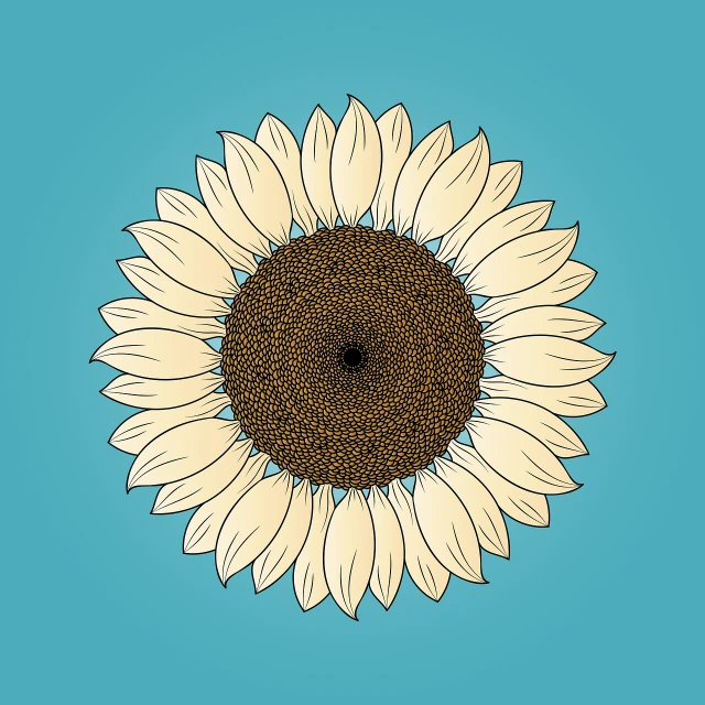 a drawing of a sunflower on a blue background, vector art, minimalism, symmetry illustration, white flower, super detailed color graphics, full color illustration