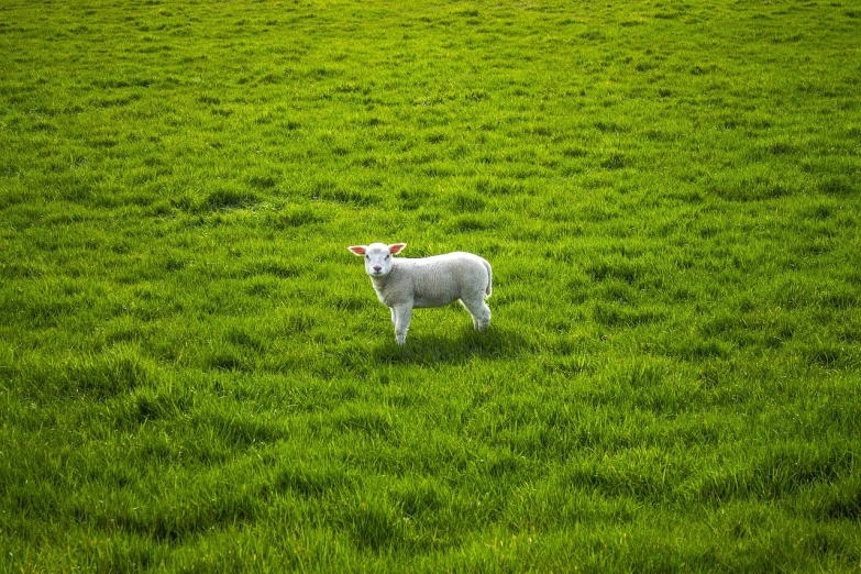 a white sheep standing on top of a lush green field, by Richard Carline, precisionism, hyperealistic photo, ireland, very very small goat, shot from 5 0 feet distance