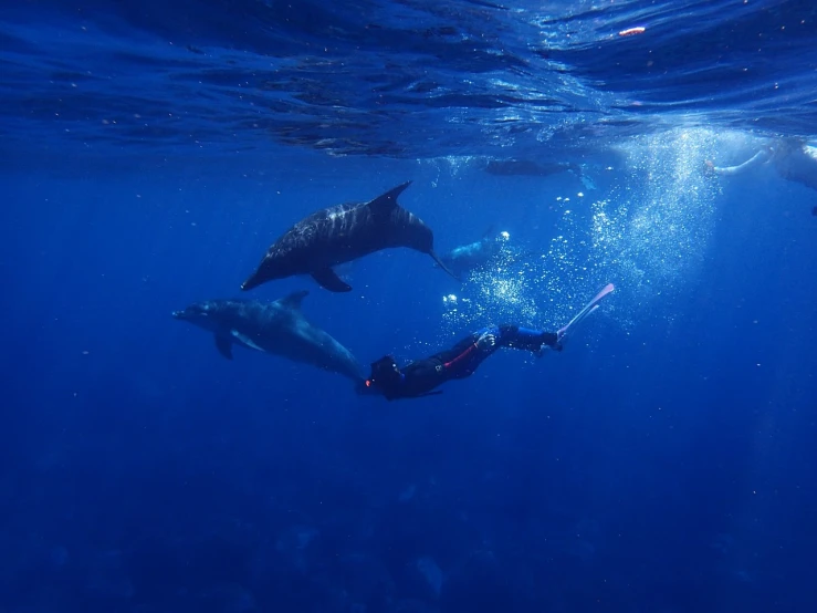 a man swimming with a group of dolphins, by Robert Jacobsen, pexels, azores, stock photo, moonrays, sup