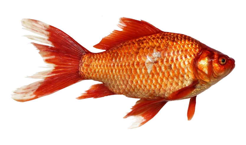 a close up of a fish on a black background, a digital rendering, by Wen Boren, shutterstock, photorealism, red and orange colored, full body and head view, halyomorpha halys, stock photo