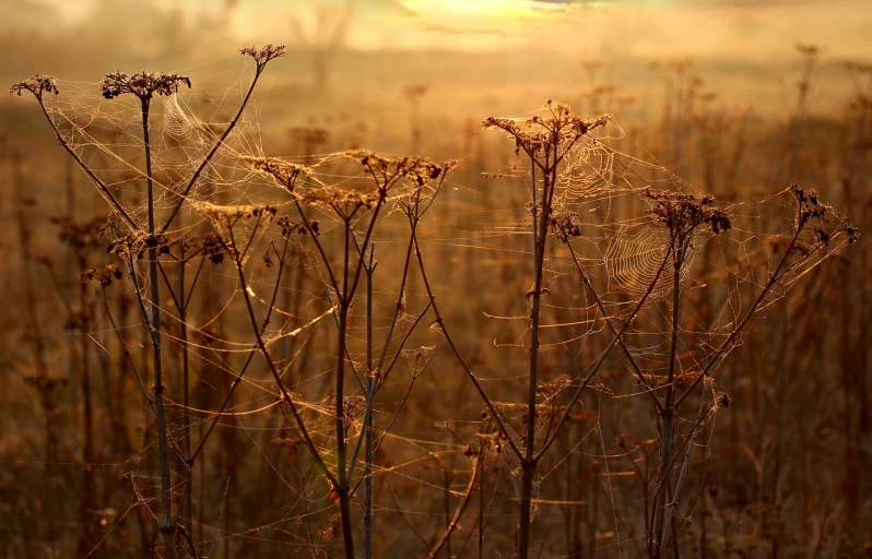 a field full of dry plants with the sun setting in the background, inspired by David Ramsay Hay, flickr, spiders!!!!, yellow volumetric fog, lace web, !!! shallow depth of field!!!