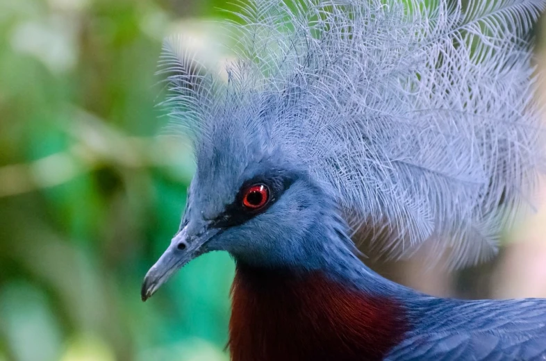 a close up of a bird with a red eye, a portrait, by Hans Werner Schmidt, flickr, hurufiyya, blue spiky hair, diadem on the head, rare bird in the jungle, with white streak in hair