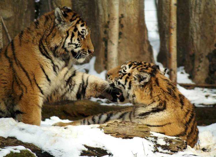 two tigers playing with each other in the snow, flickr, arm wrestling, twins, son, liquid gold