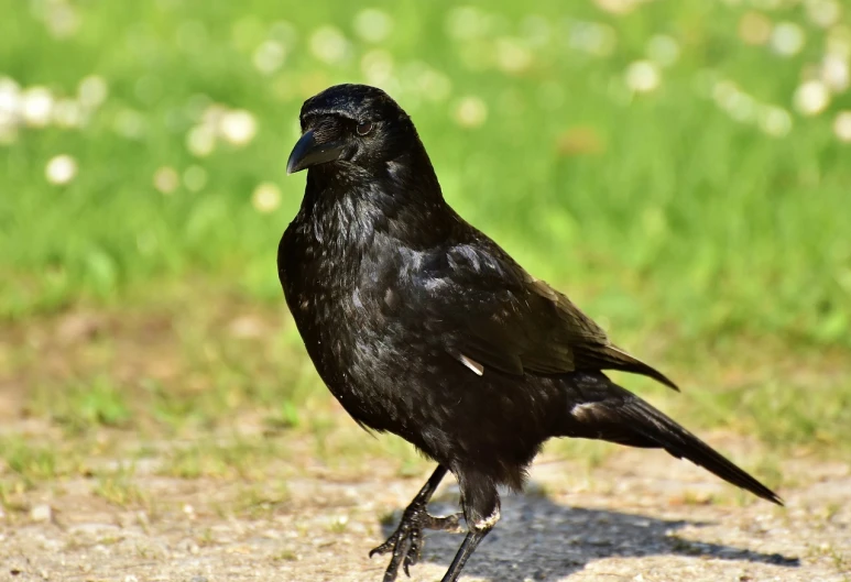 a black bird is standing on the ground, a portrait, pixabay, renaissance, southern slav features, male and female, gracked, side view close up of a gaunt