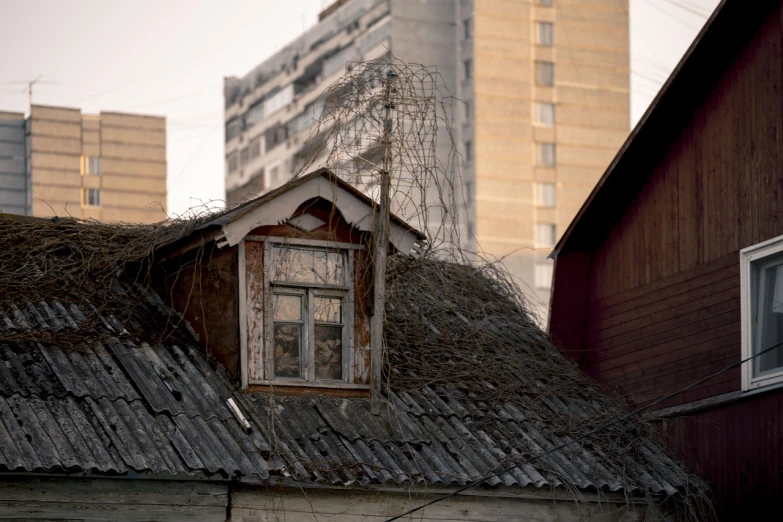 a close up of a roof with a building in the background, by Ihor Podolchak, branches growing as hair, azamat khairov, neighborhood outside window, sergey zabelin