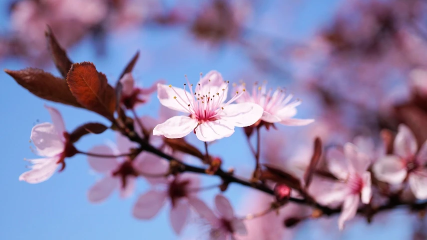 a close up of a flower on a tree, trending on pixabay, romanticism, sakura kinomoto, 1 6 x 1 6, istock, seasons!! : 🌸 ☀ 🍂 ❄